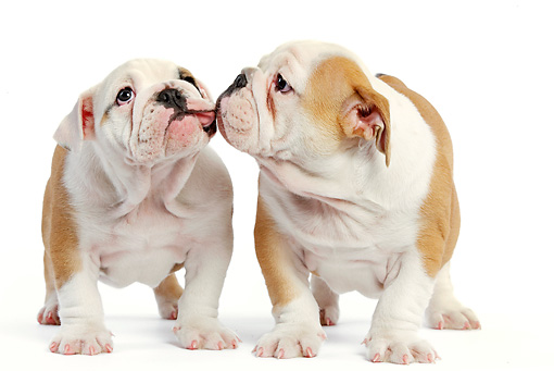 Bulldogs kissing